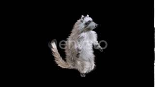 Raccoon Dancing 4K | Motion Graphics - Envato elements