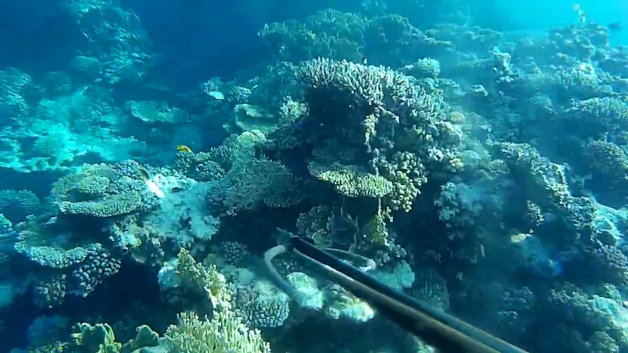 Spearfishing Red Sea 2019 Marsa Alam, Egypt Trevally YouTube
