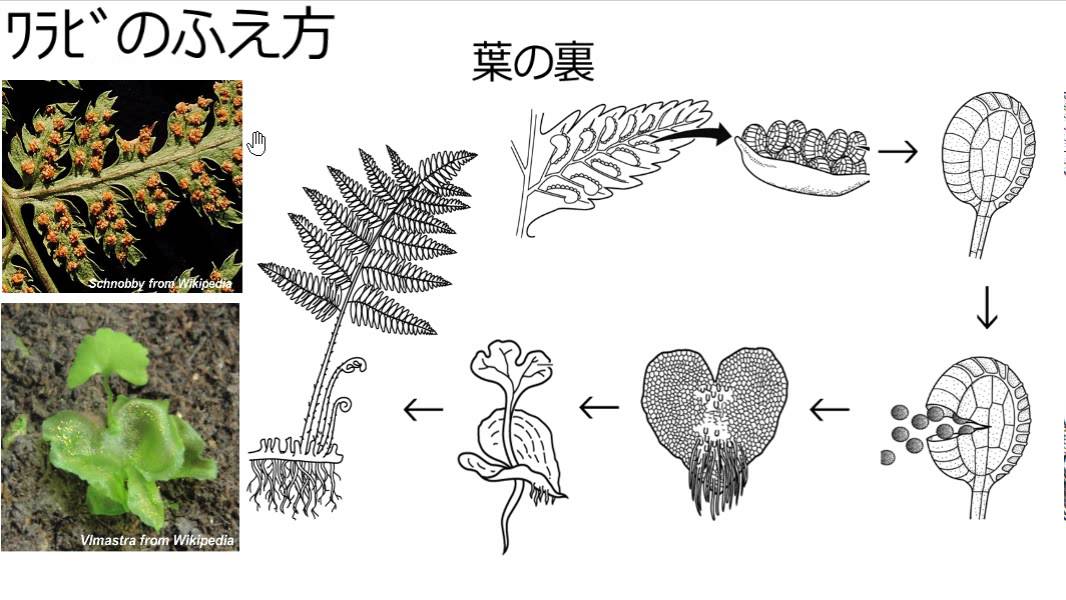 中学理科 被子植物の育て方 シダ植物の特徴 育て方ラボ 公式ページ 育て方ラボ