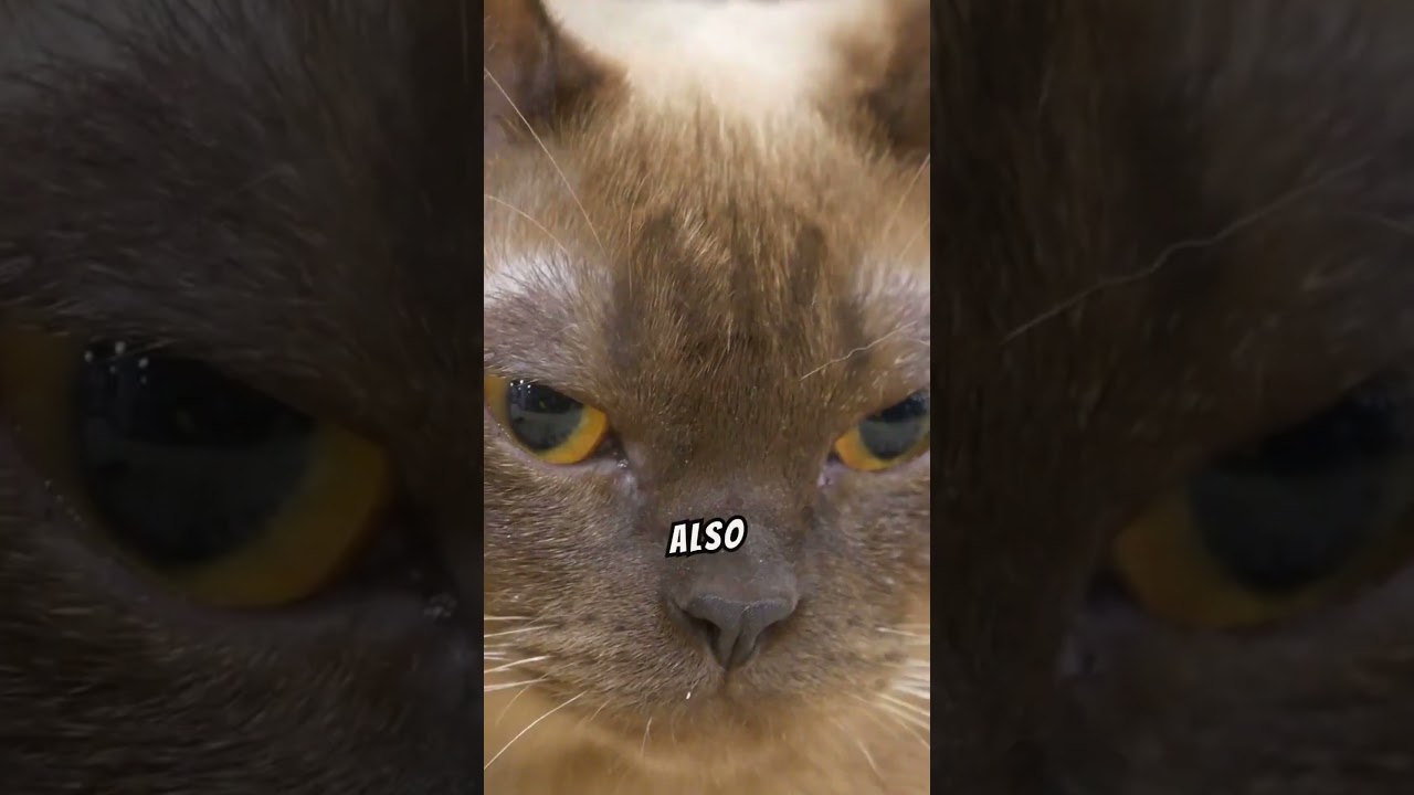 Can't cats recognize their owners' faces?猫は飼い主の顔を認識できないの？