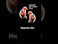 Bird-shaped Magnolia flower