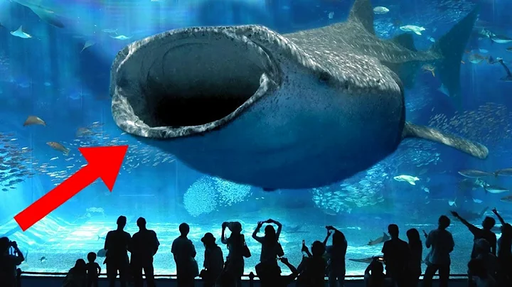 LARGEST Aquariums In The World! - DayDayNews