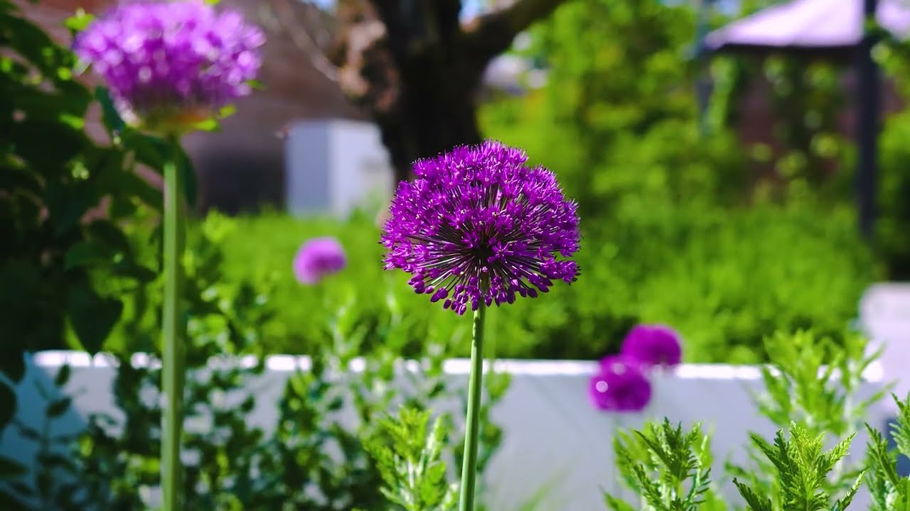 Transform Your Outdoor Space with ADEZZ | Garden Inspiration