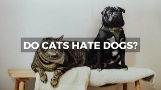 The Cat-Dog Divide: Separating Fact from Fiction by Kitten Life 280 views 1 year ago 4 minutes, 55 seconds