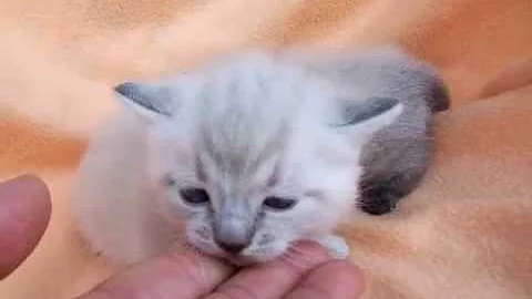 Video 6793781: lynx point kittens, munchkin kitten, male munchkin