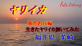 【イカメタル】ヤリイカ狙い　福井県茱崎オーシャンクィーンさんで撃沈釣行。今回はヤリイカの持ち帰り方法と捌きを採ってみた。