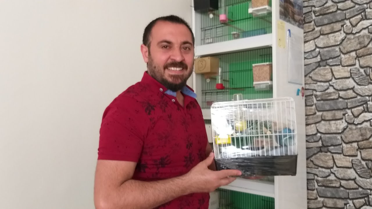 #hintbülbülü #bengalispinozu  hint bülbülü bengal İspinozu melezi olur mu? (Yeni gelen kuşumuz!)