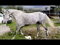 Caricare un cavallo che non vuole salire sul trailer con spiegazione