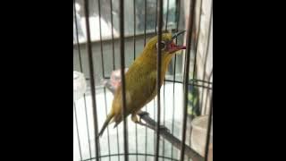 masteran pleci wit wit jeb jeb terr kenari nyepeed