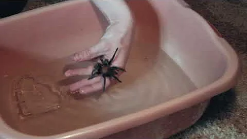 Паук - птицеед бегает и плавает по воде!!! ПЛАВАЮЩИЙ ОГРОМНЫЙ ПАУК - Swimming SPIDER