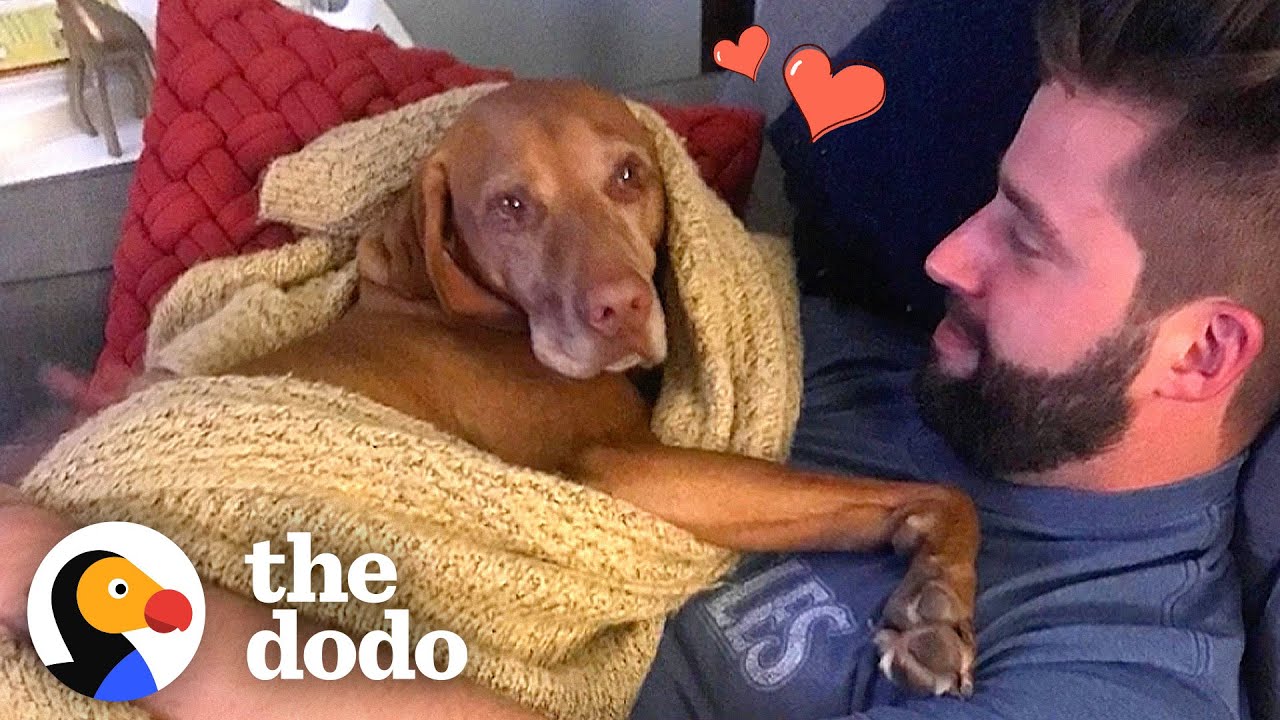 To All The Pets We’ll Love Forever — No Matter Where They Are ❤️ | The Dodo Soulmates