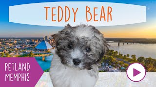 Teddy Bear Fun Facts by Petland Memphis 52 views 3 months ago 1 minute, 8 seconds