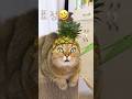 유머 고양이 Cat 웃긴영상 Funny 재미있는 고양이표정 유머 고양이 Cat 웃긴영상 Funny 재미있는 고양이표정