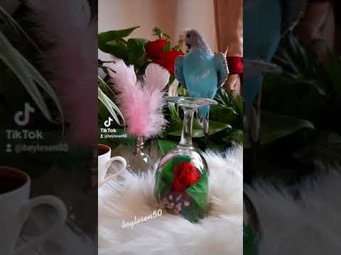 وائل كفوري حالات وتس