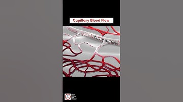 Capillary Blood Flow | Vasodilation and Vasoconstriction