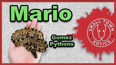 Unboxing a New Ball Python Morph!! Gomez Pythons