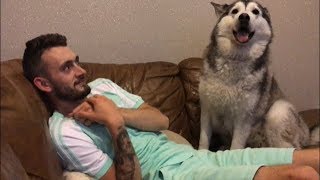 It’s impossible to ignore Millie the husky! All she wants is love!