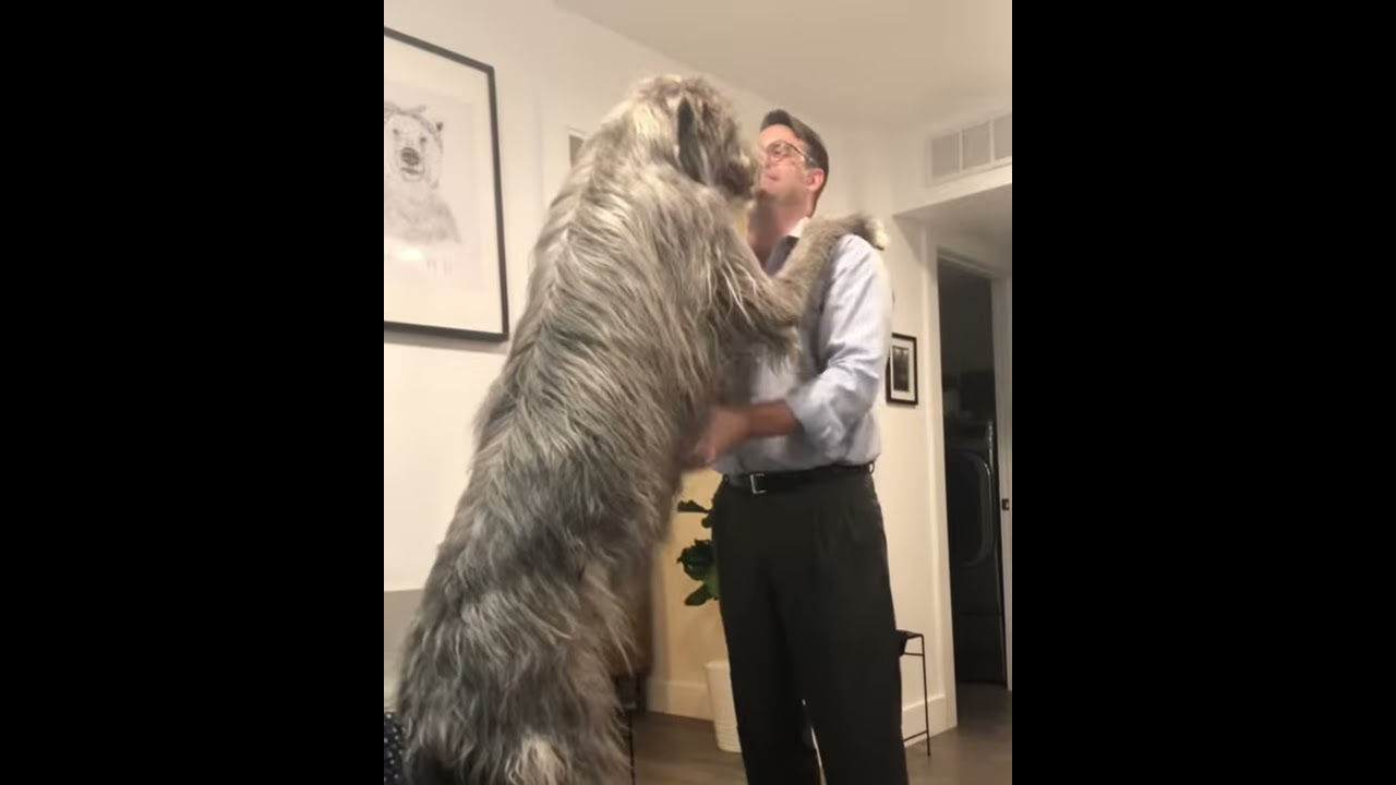 Irish Wolfhound Gives Big Hugs