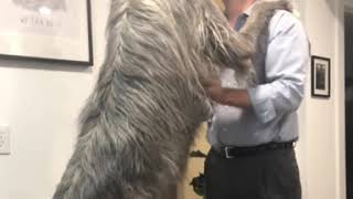 Irish Wolfhound Gives Big Hugs