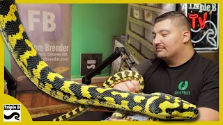 Ridiculously good looking Carpet Python with @SBKReptiles  Triple B Tv Ep.276