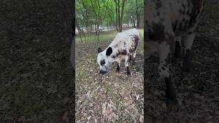 Bushwhacker trying to sneak up behind me! #family #farming #farmlifebestlife #animal #cow