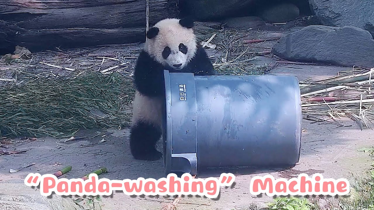 Does This “Pandawashing” Machine Work Well? iPanda YouTube
