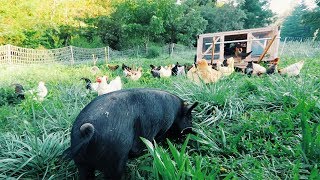 Chickens + Pigs | Will it (actually) work?