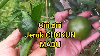 CIRI CIRI JERUK CHOKUN MADU