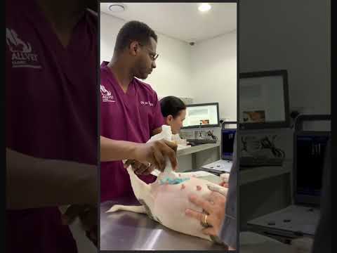 عيادة بيطرية  