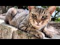 話しかけて来た女子キジ猫ちゃんの声がなんとまぁかわいいこと。