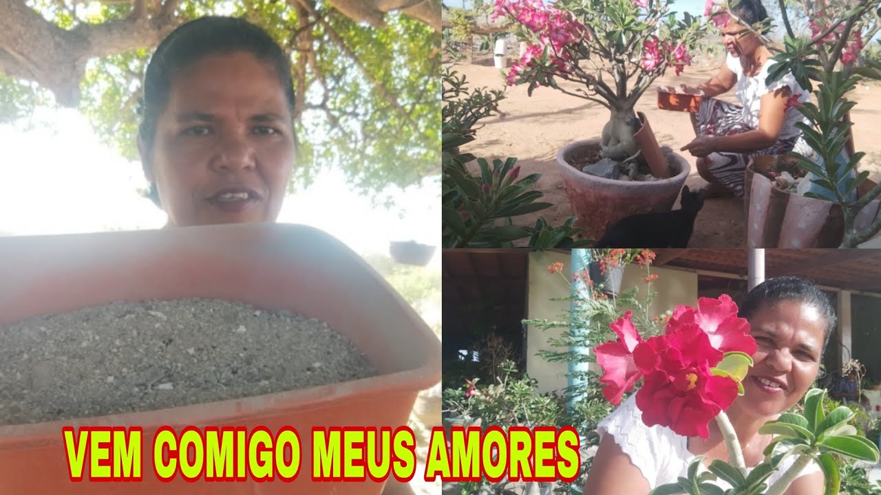 COMO E COM QUE EU ADUBO AS MINHAS ROSAS DO DESERTO 