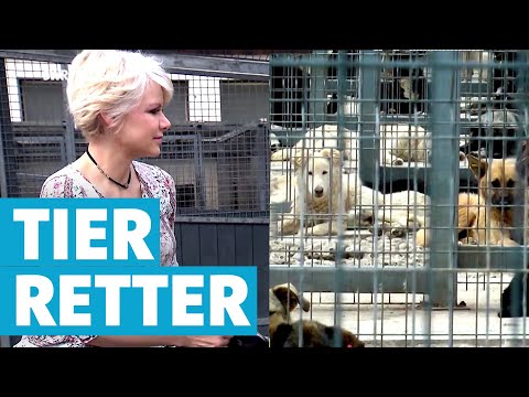 Video: Wie Man Tieren Nach Einer Katastrophe Hilft - Matador Network