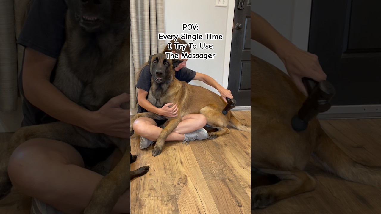 Dogs Love The Massage Tools 