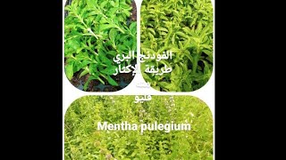 الطريقة الجديدة للإكثار عقل النعناع الأوروبي (Mentha pulegium)