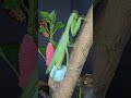 Rare Footage: A Praying Mantis Laying Eggs in Protective Foam