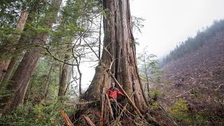 What Will it Take to Save BC's Old-Growth Forests?