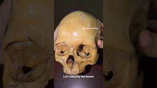 💀 Skull Bones in 30 Seconds! | Quick Anatomy Revision