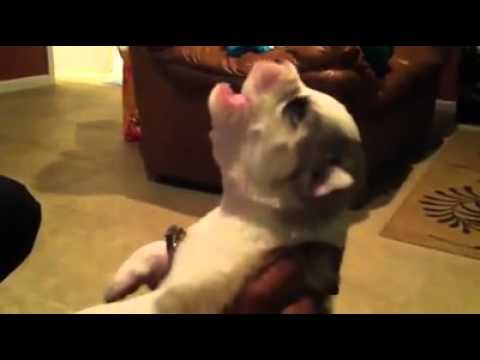 baby husky howling