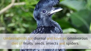 16 Amazing Things You Should Know About Umbrellabird by Planet Fauna 8,181 views 6 years ago 2 minutes, 36 seconds