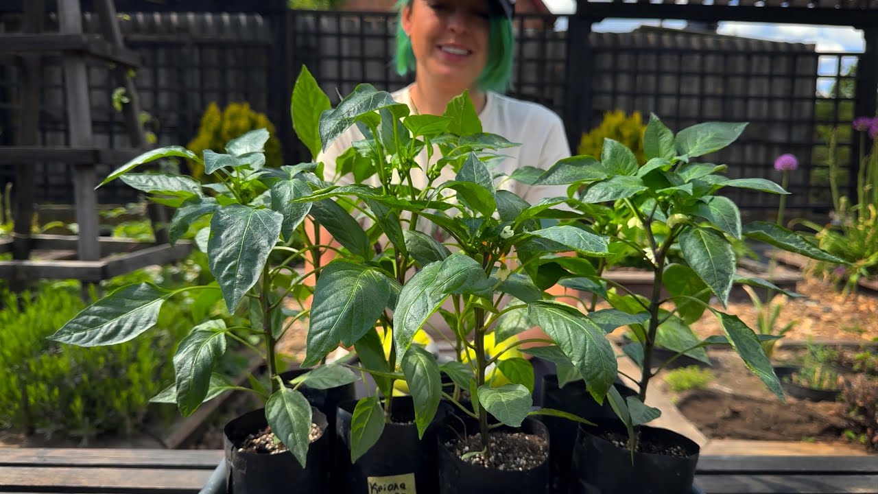 Як виростити розсаду перцю без пікіровки. Повна інструкція від насіння до висадки.