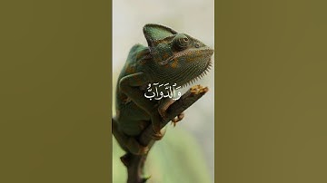 قرآن كريم | القارئ الشيخ ياسر الدوسري 🤍🌿 #اكتب_شي_تؤجر_عليه #قرآن #تلاوة #تلاوة_خاشعة #ياسر_الدوسري