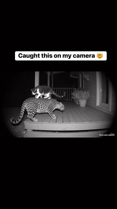 Cant Belive 😱😱 #aiclips #elephant #Cat #Caten #Tigervscat #aiclips #shortd