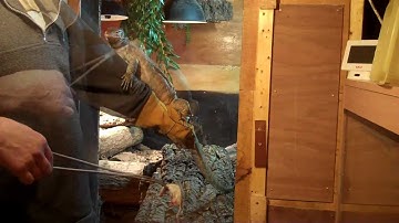 Monitor Lizard Trust Building Over 212 Days.mp4