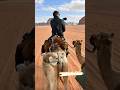 Awesome Wadi Rum in Jordan - A Camel Ride through the famous Red Desert 2023 #shorts #camelsafari