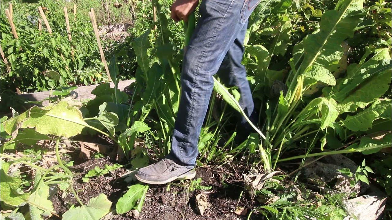 How to Harvest Horseradish YouTube