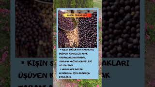 ☘️Sizlerede Fikir Olsun..