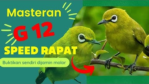 Masteran Pleci G12 terbaru