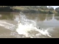 Cow Swimming البقرة السباحة 
