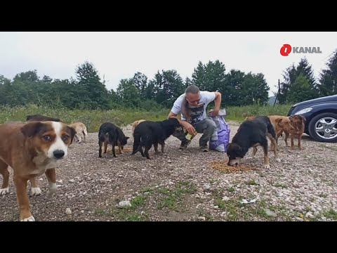 Video: Rumunjska Nema Sigurnog Skloništa Za Pse Lutalice