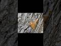 A tree house for Gus Gus the squirrel! #squirrel #treehouse #naturelovers #natureshorts #nature